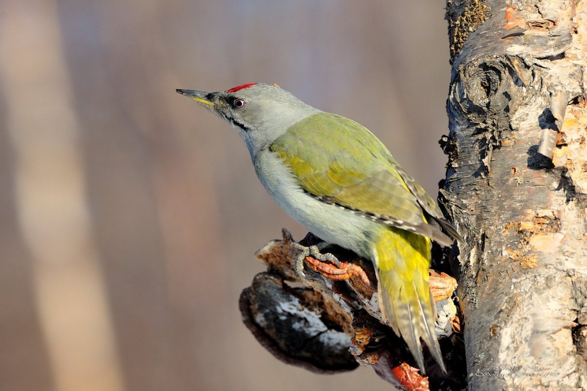 Лунь Луговой зеленый дятел