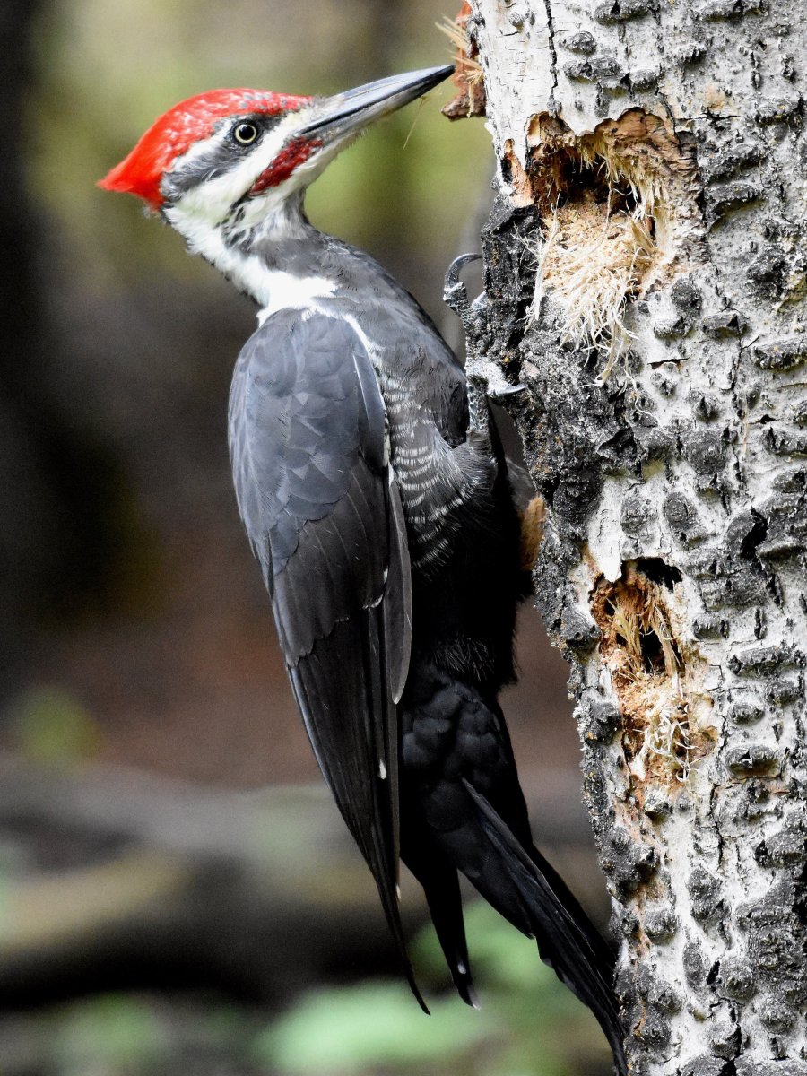 Хохлатая Желна