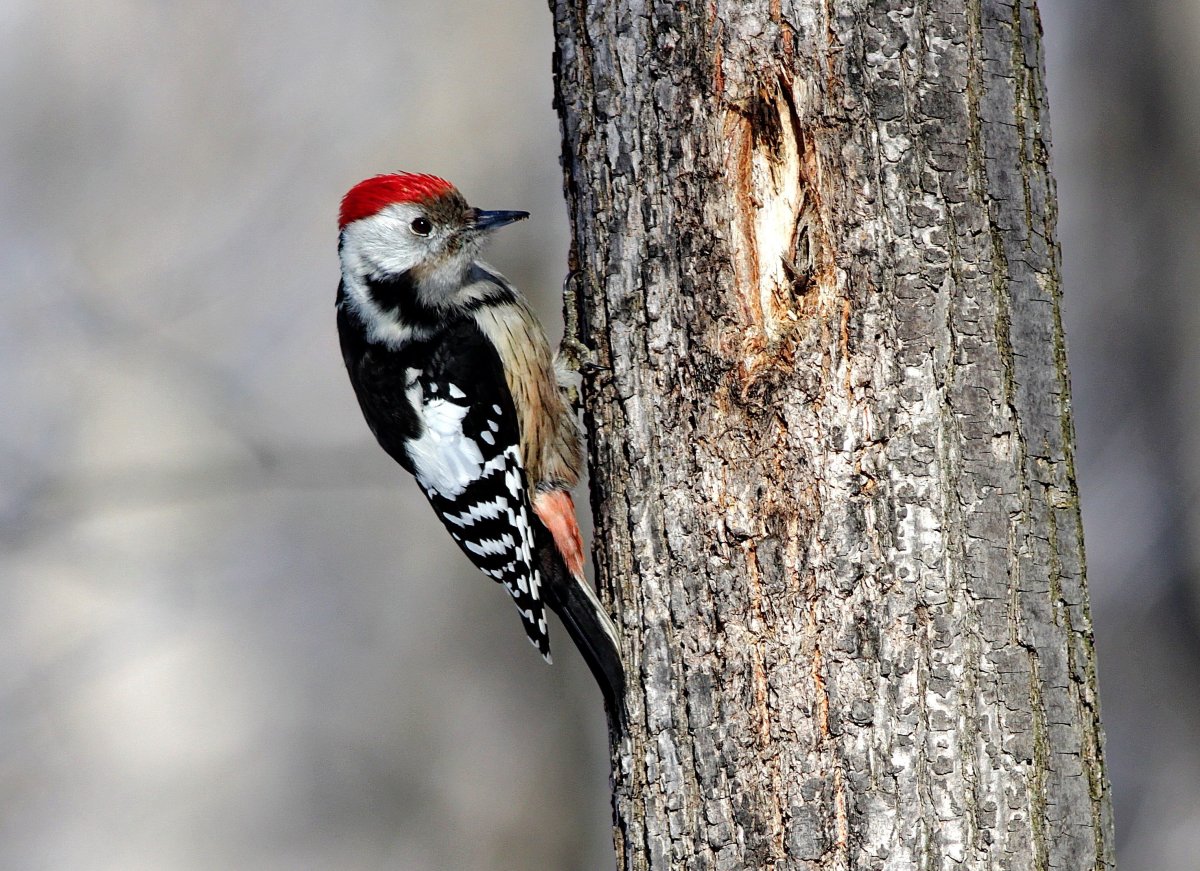 Дятел Европейский средний Dendrocopos Medius Medius Linnaeus, 1758