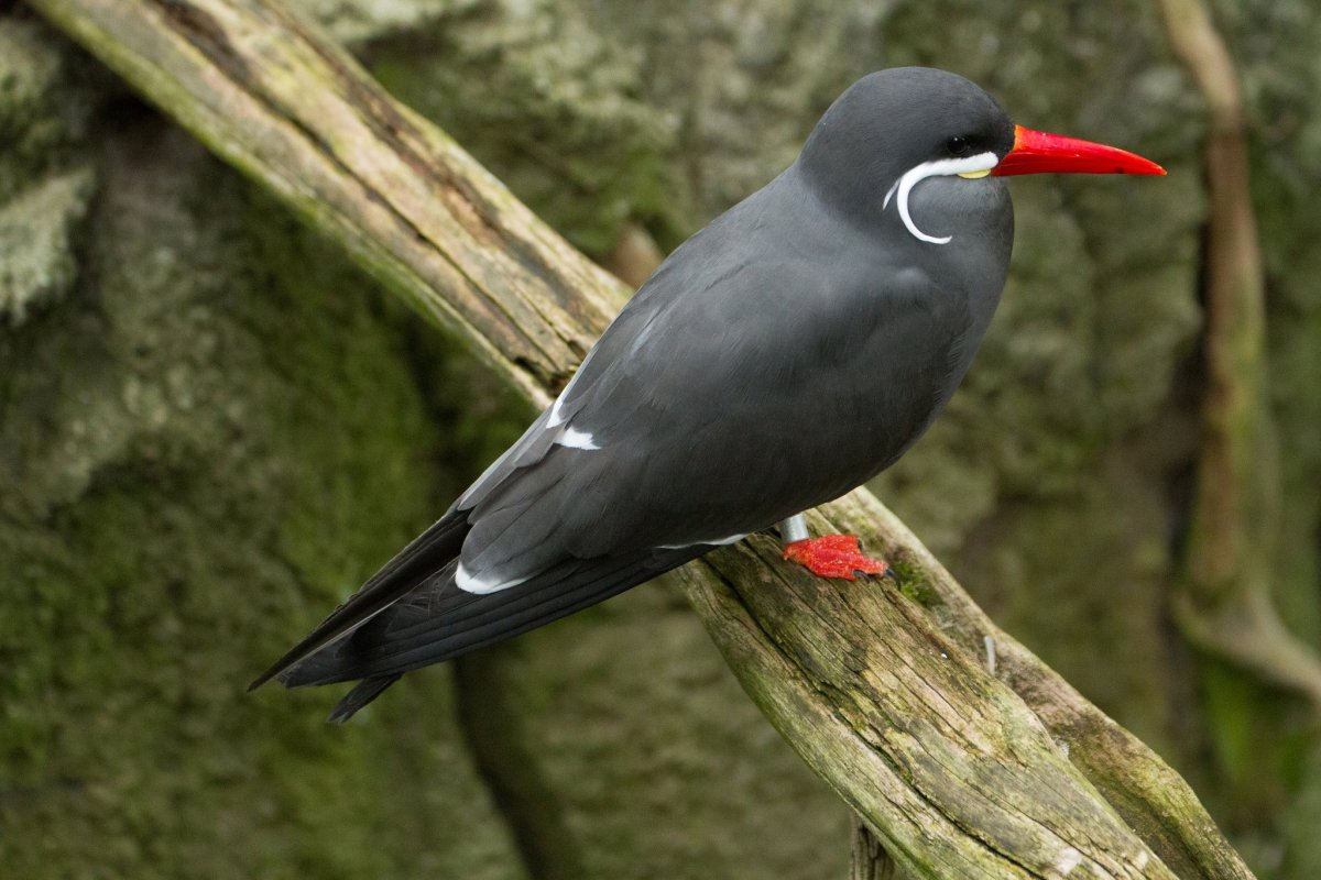 Птица с красным клювом