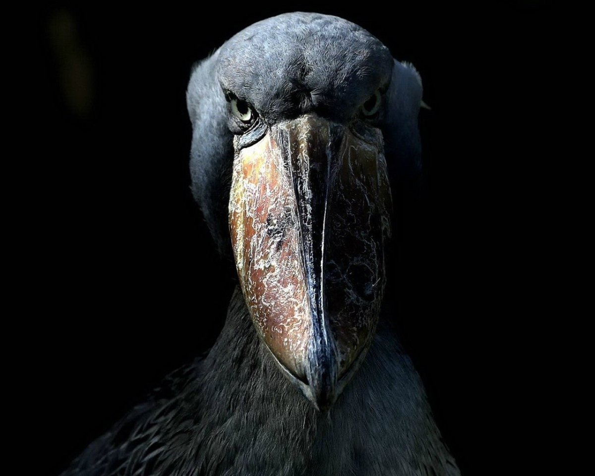 Клюв китоглава