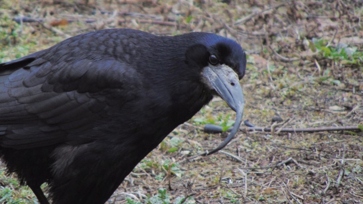 Черная птица с кривым клювом