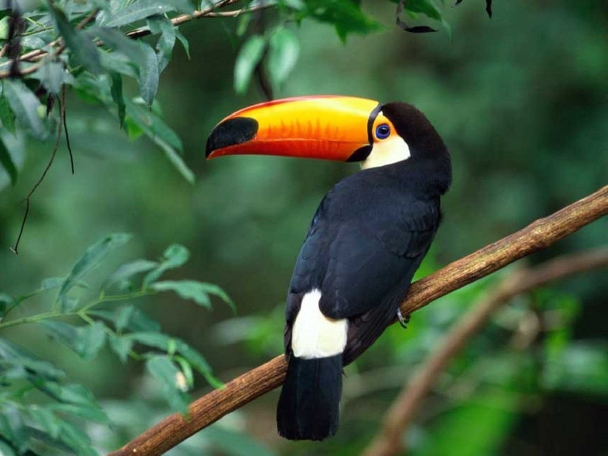 Тукан ареал обитания