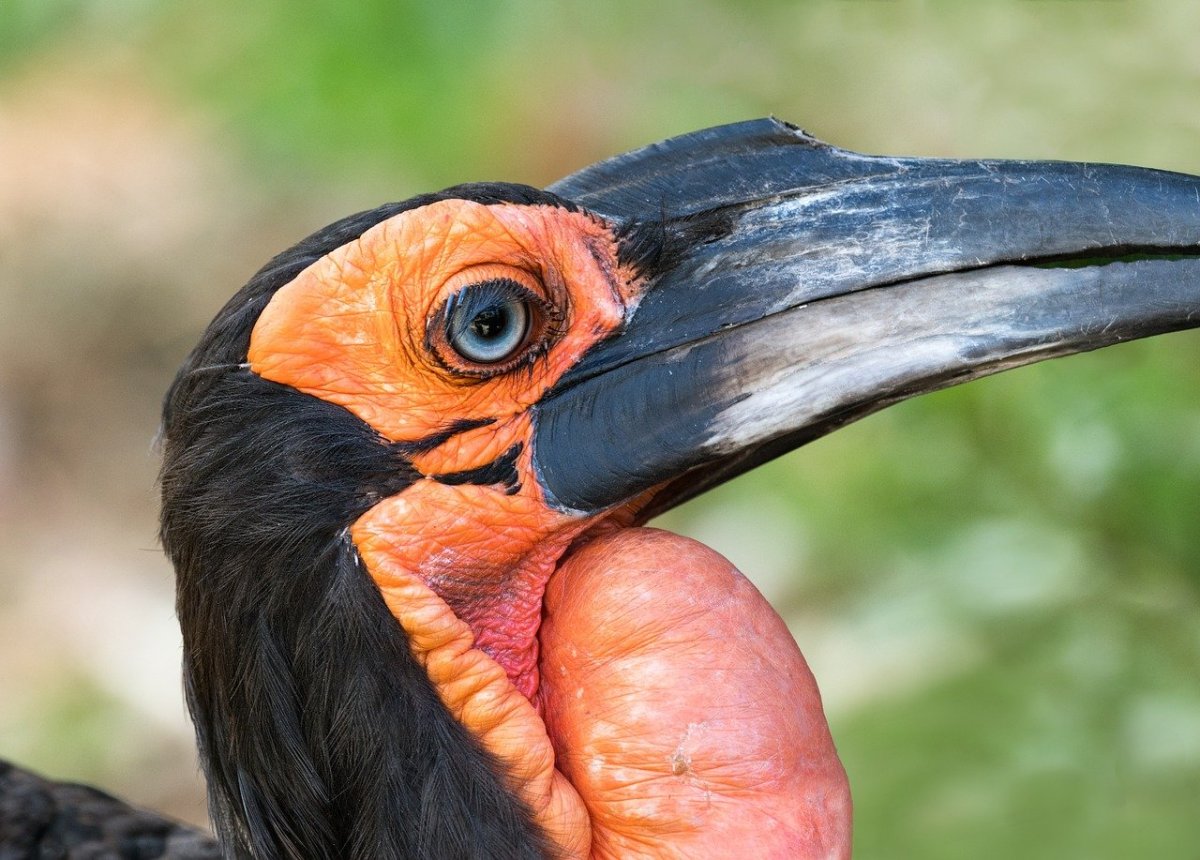 Ground Hornbill птица