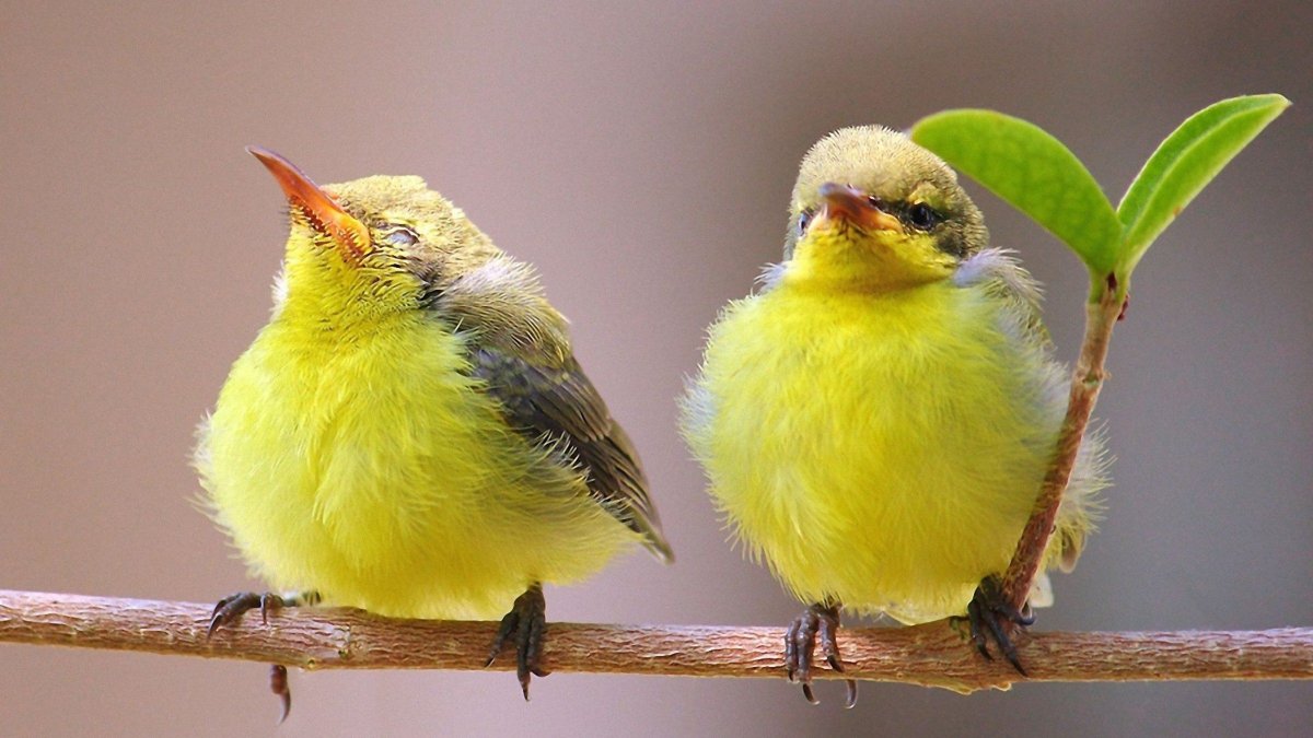 Канарейка зеленая