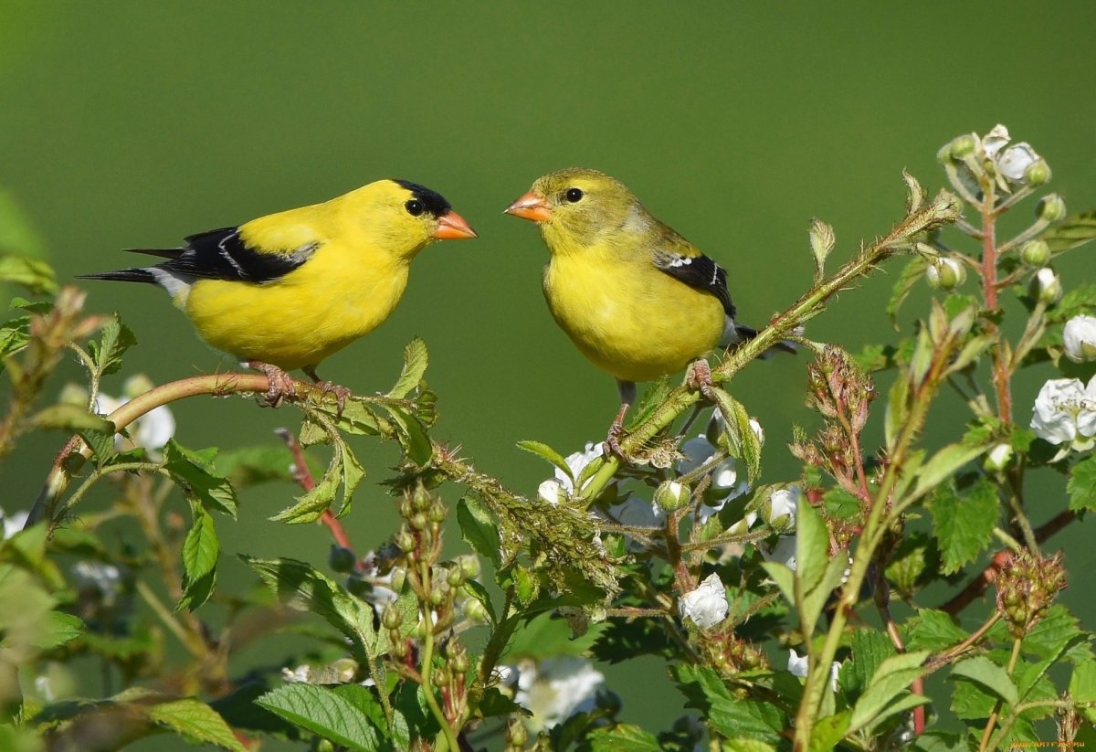 Домашняя канарейка желтая