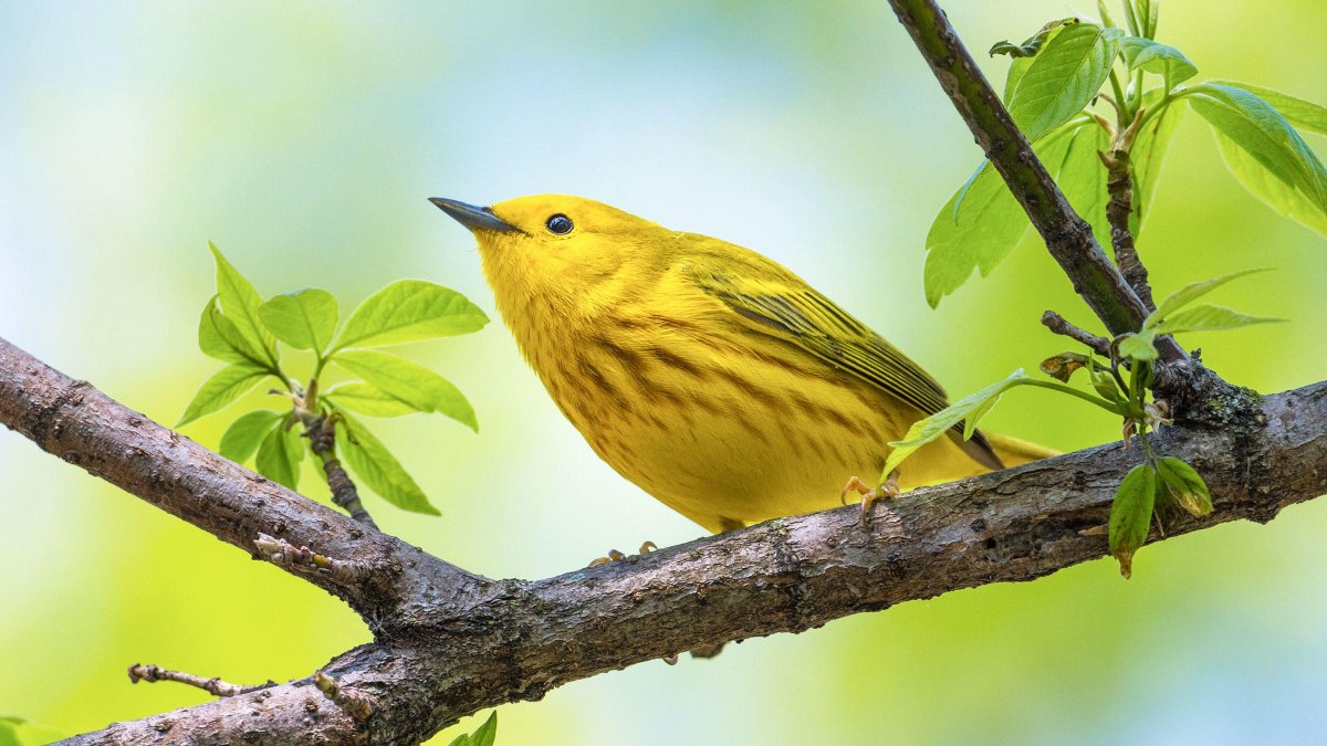 American Yellow Warbler