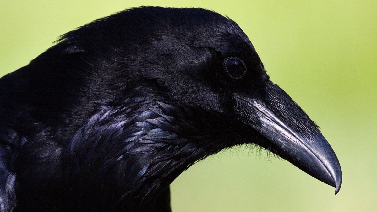 Клюв ворона