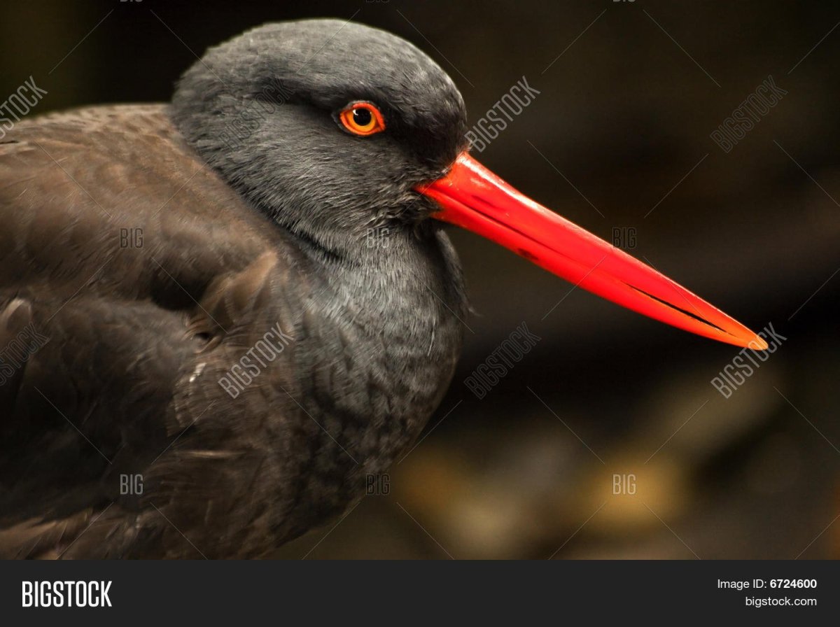 Большая черная птица с красным клювом
