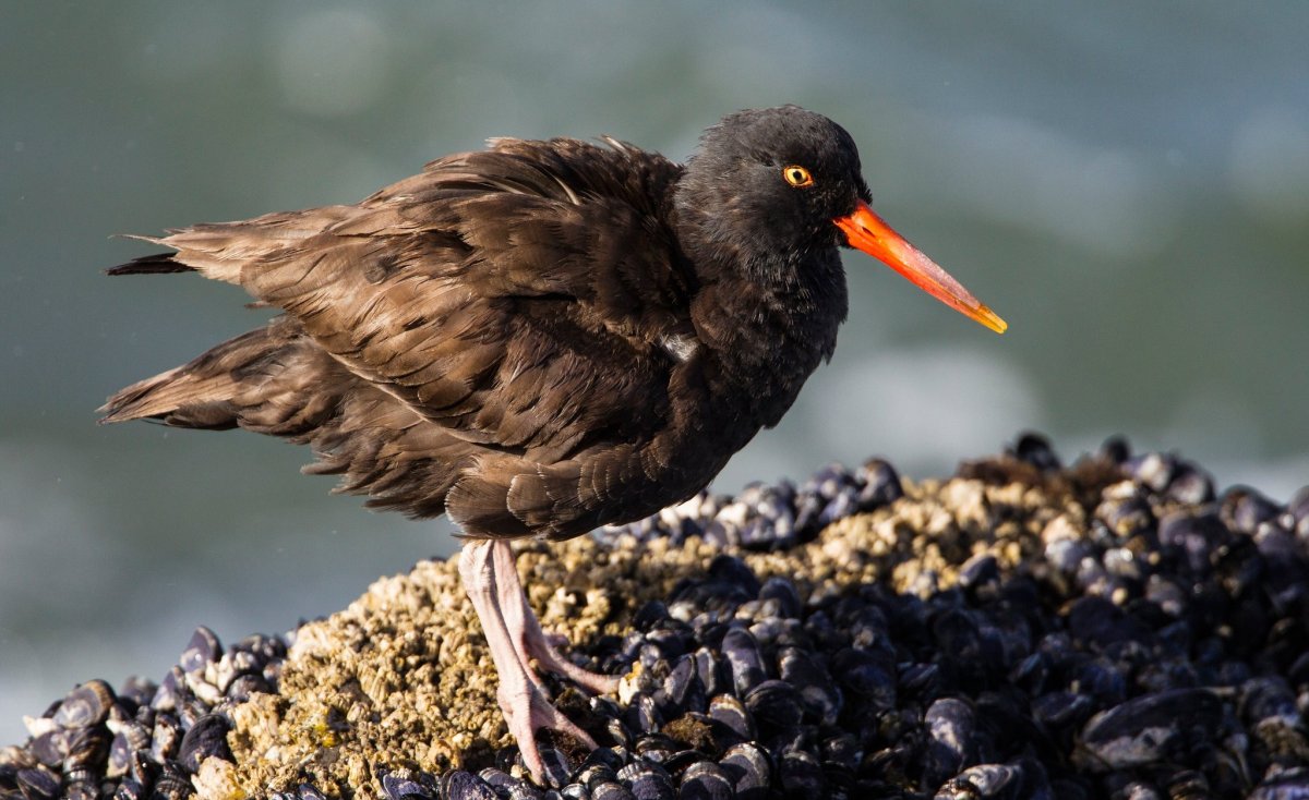 Черный Кулик с красным клювом водоплавающая