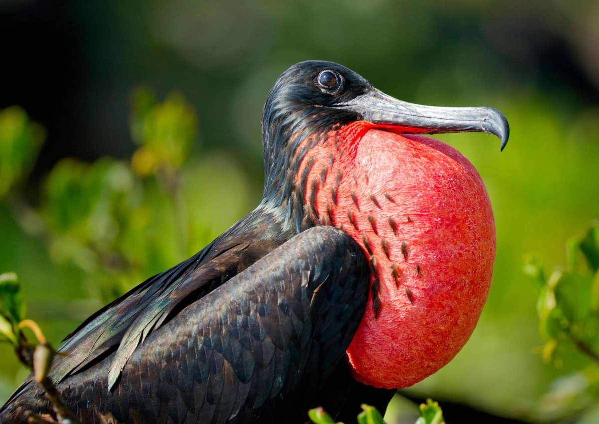 Великолепный Фрегат птица самец