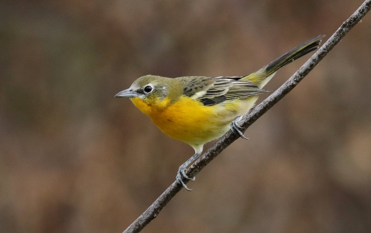 A Yellow breasted chat Wings