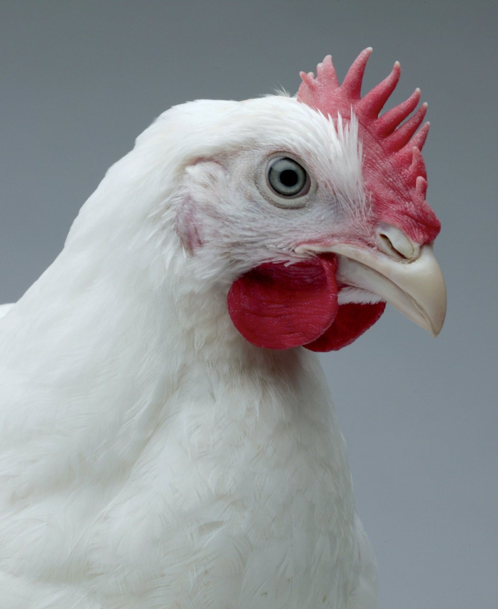 Порода кур Кобб