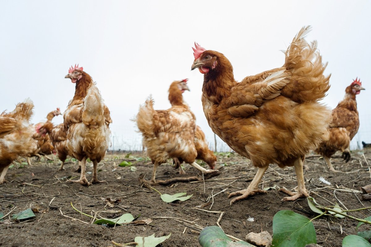 Хаббард куры