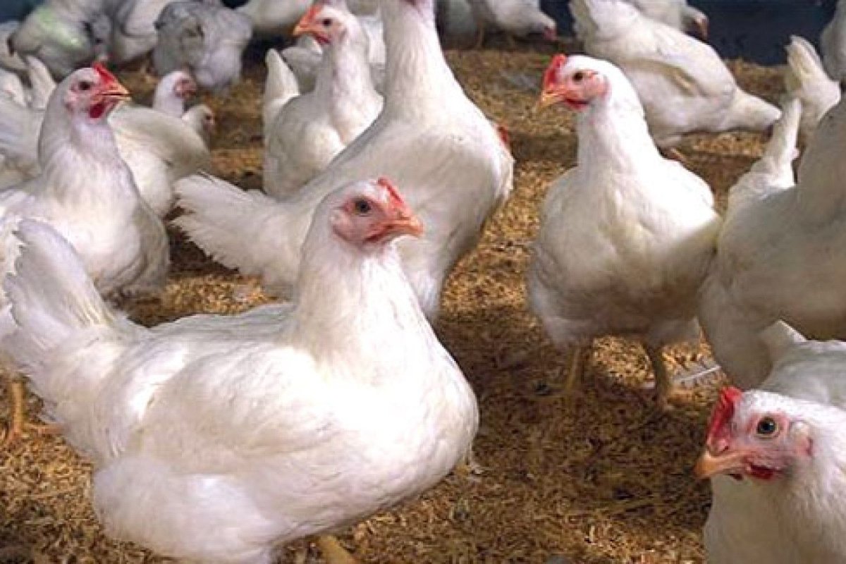 Ростовский бройлер