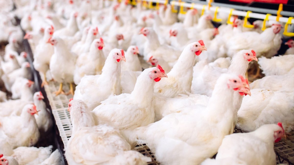 Кросс Кобб 500