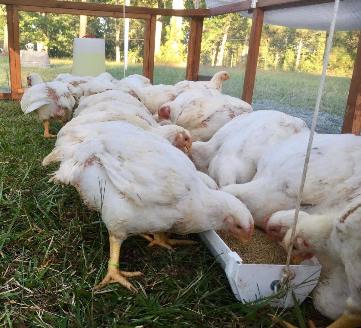 Куры бройлеры