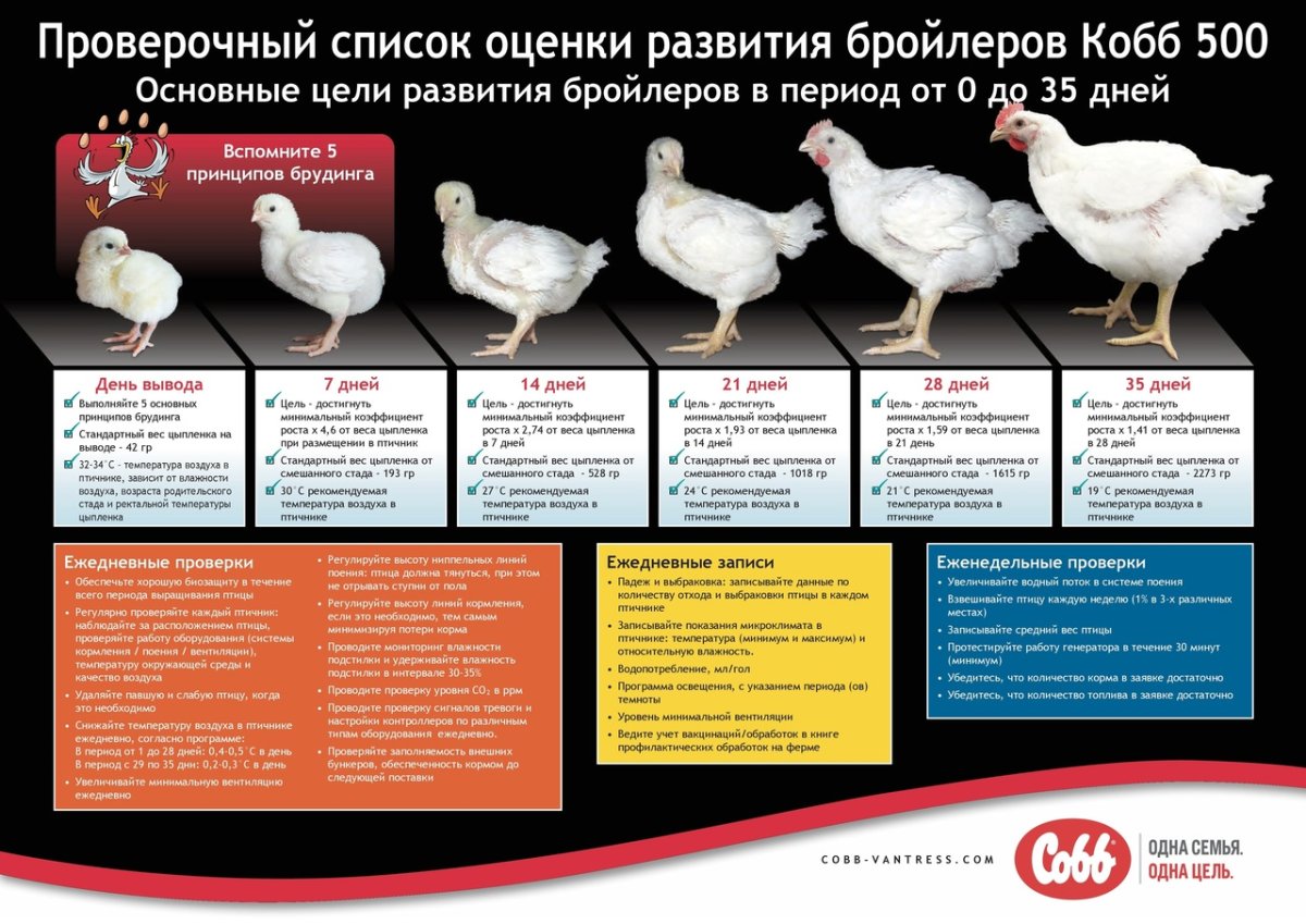 Бройлер Кобб-500 характеристика