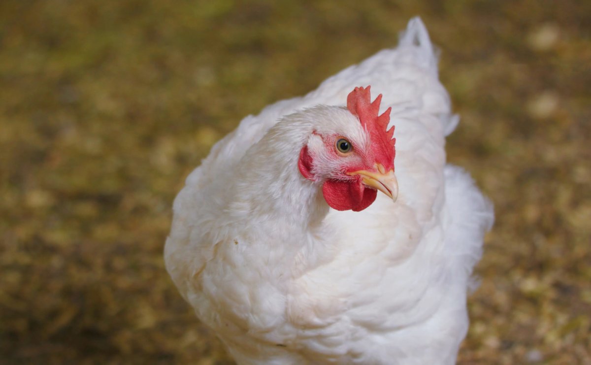 Куры бройлеры