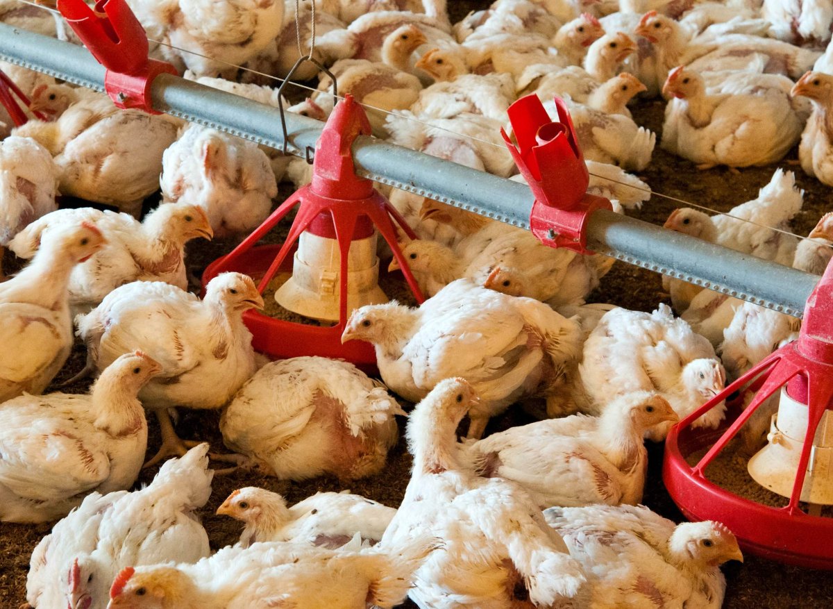 Бройлерные куры