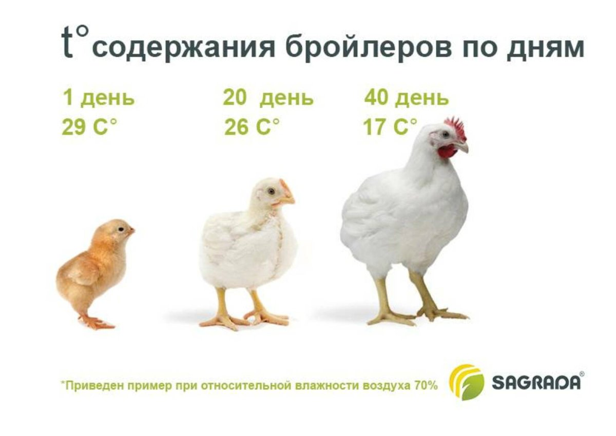 Температура для бройлеров Кобб 500 по дням