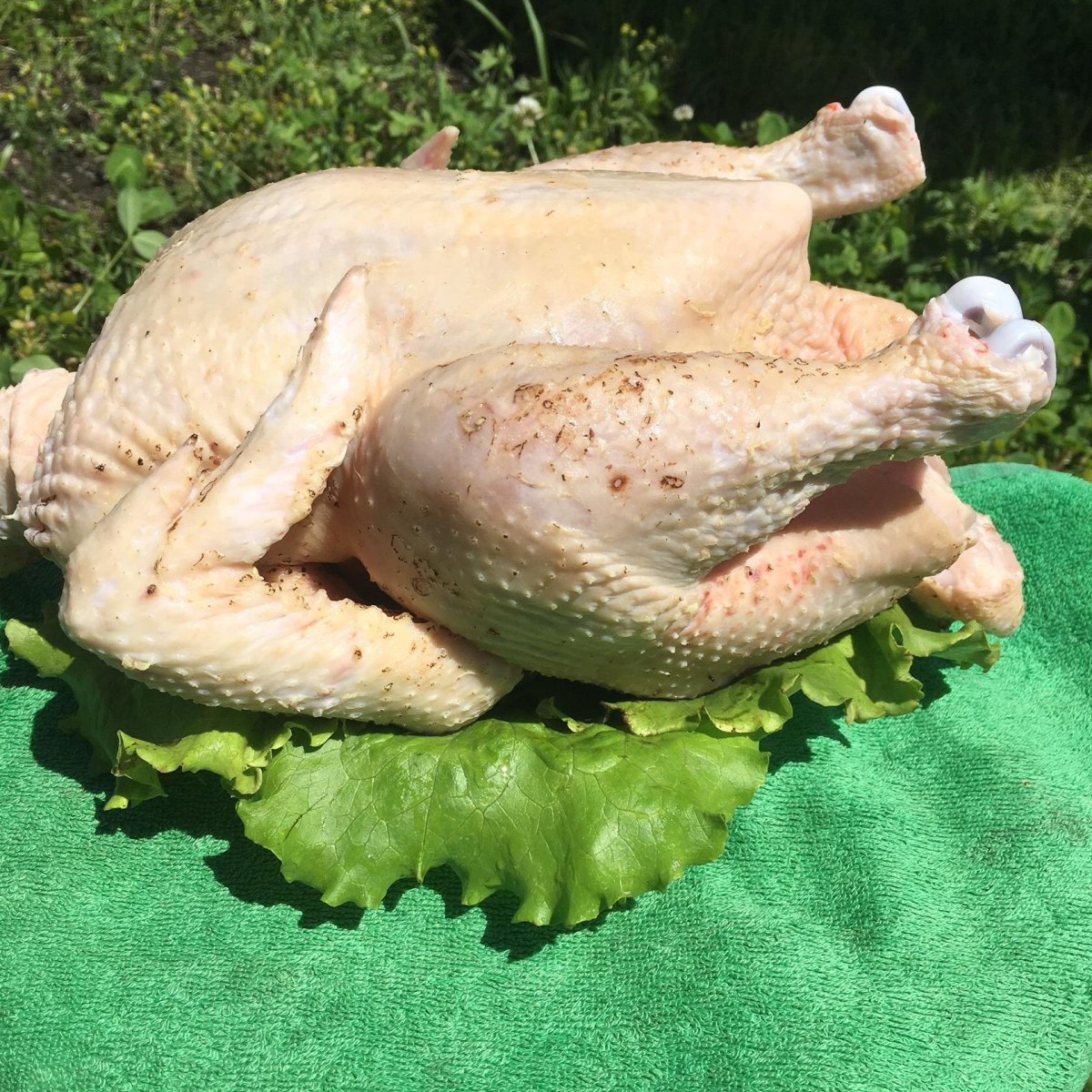 Домашняя курица