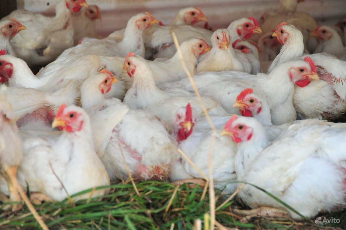 Бройлер Росс 308 Курочка