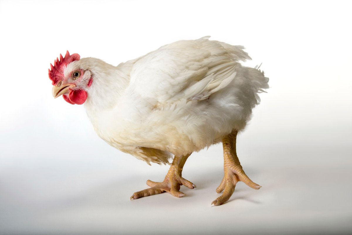 Бройлер Росс 308