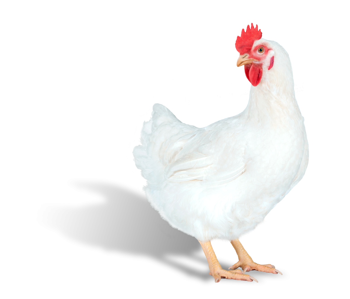 Иза Хаббард