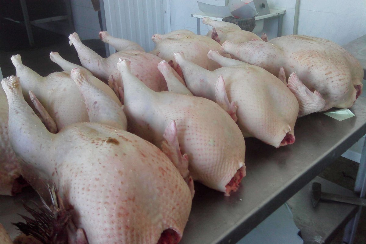 Индейка бройлерная Хайбрид мясо