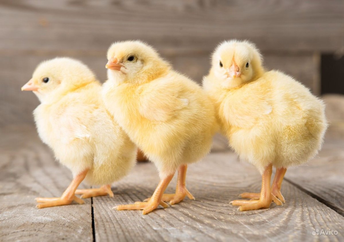 Цыплята бройлеры
