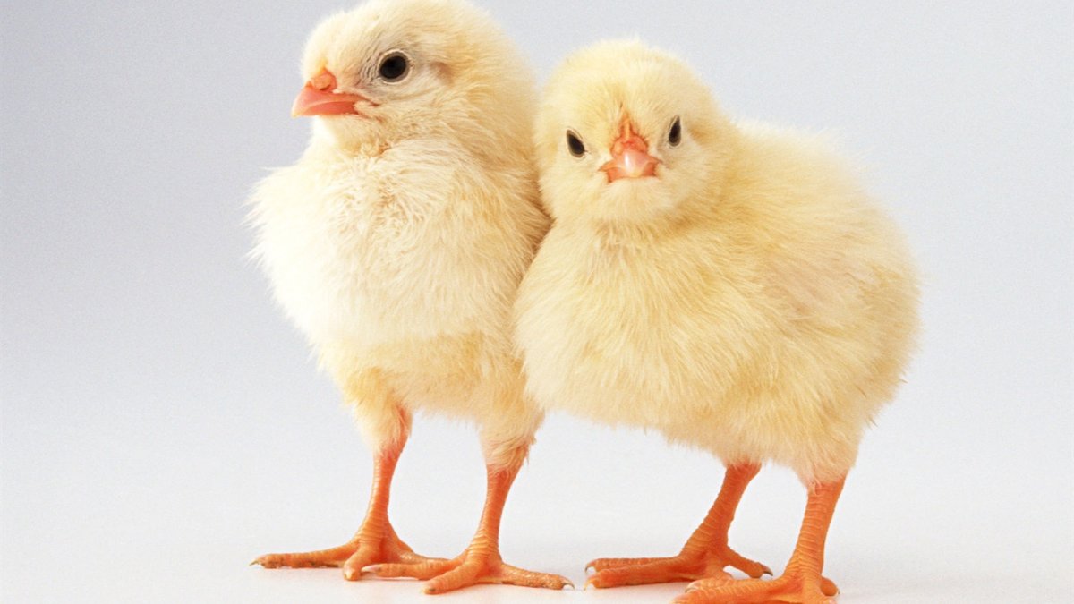 Цыплята Кобб