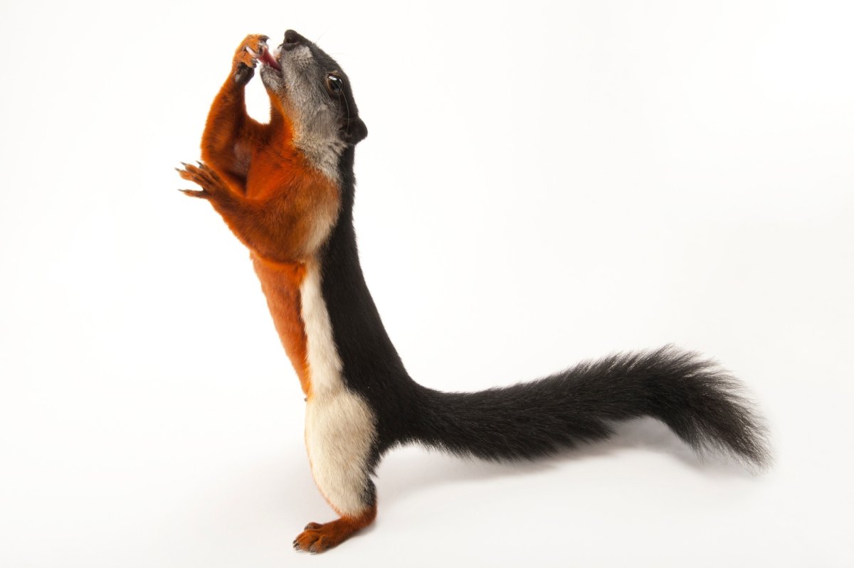 Индонезийская белка Превоста