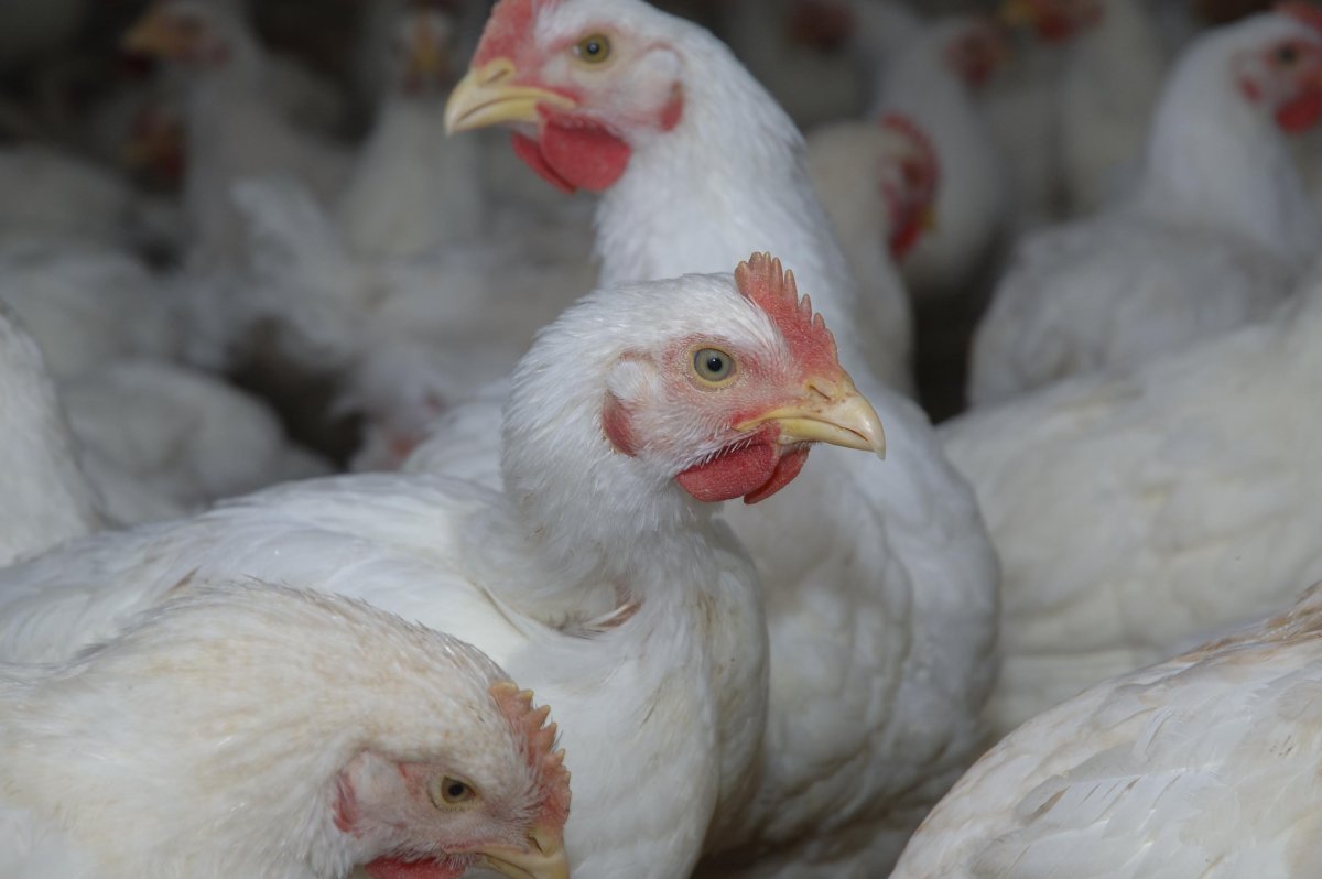 Молодняк курицы