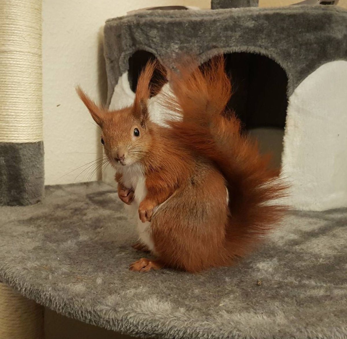 Знаменитые белки