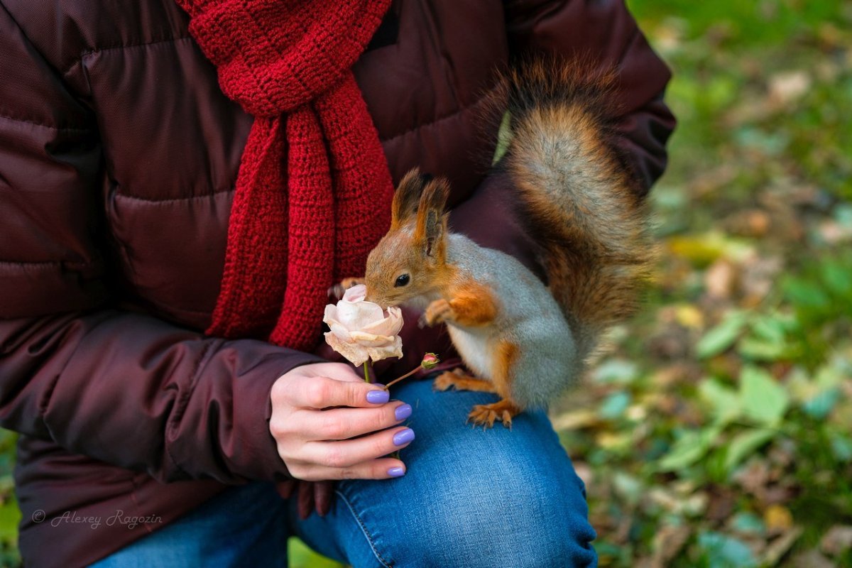 Человек кормит белку