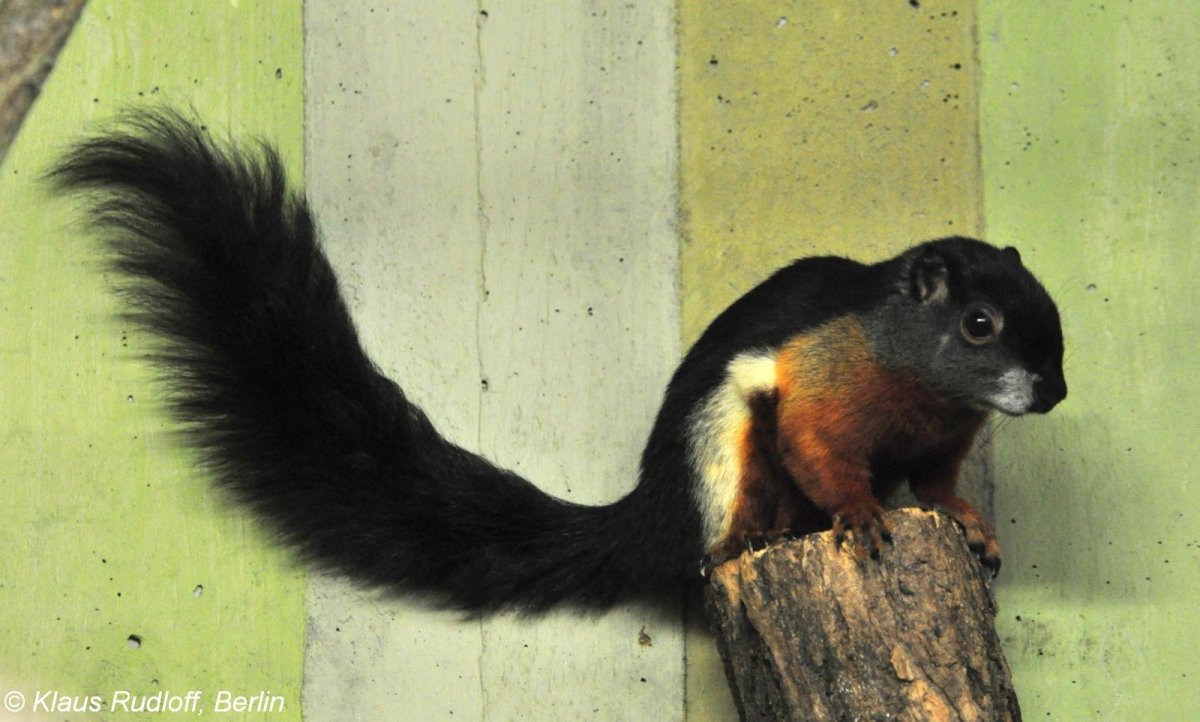 Белка Превоста Callosciurus prevostii