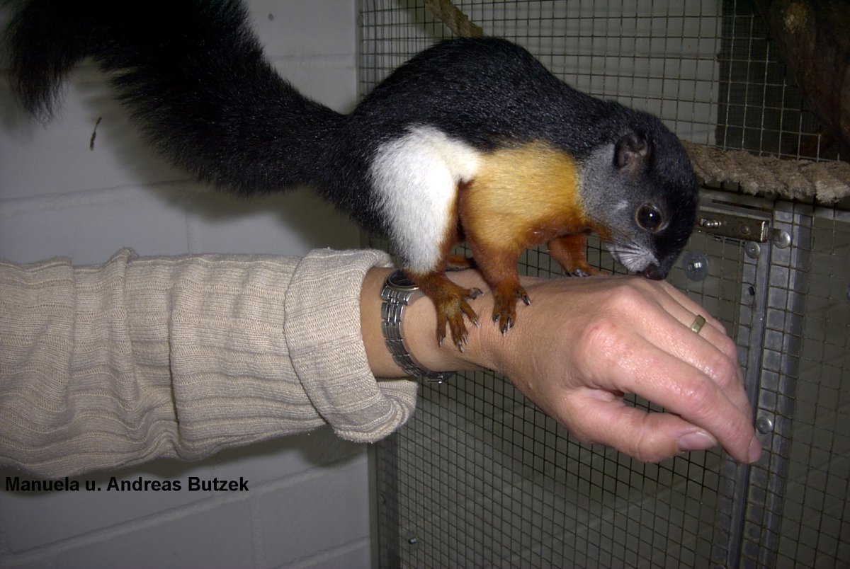 Белки в домашних условиях