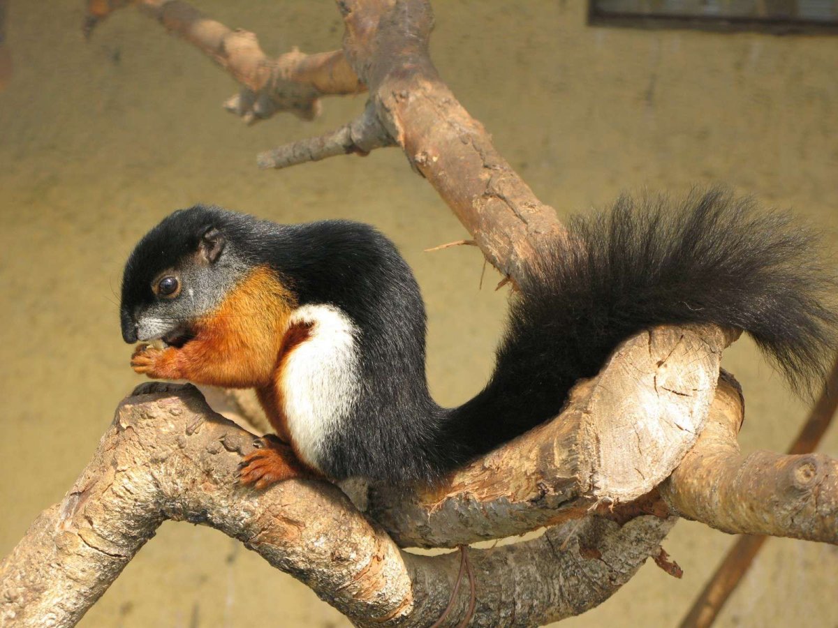 Черноухая белка Камерун