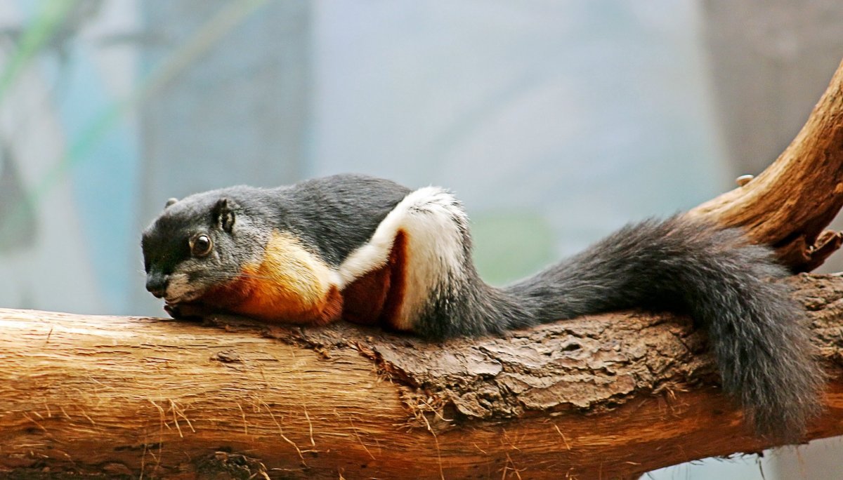 Прекрасная белка Превоста