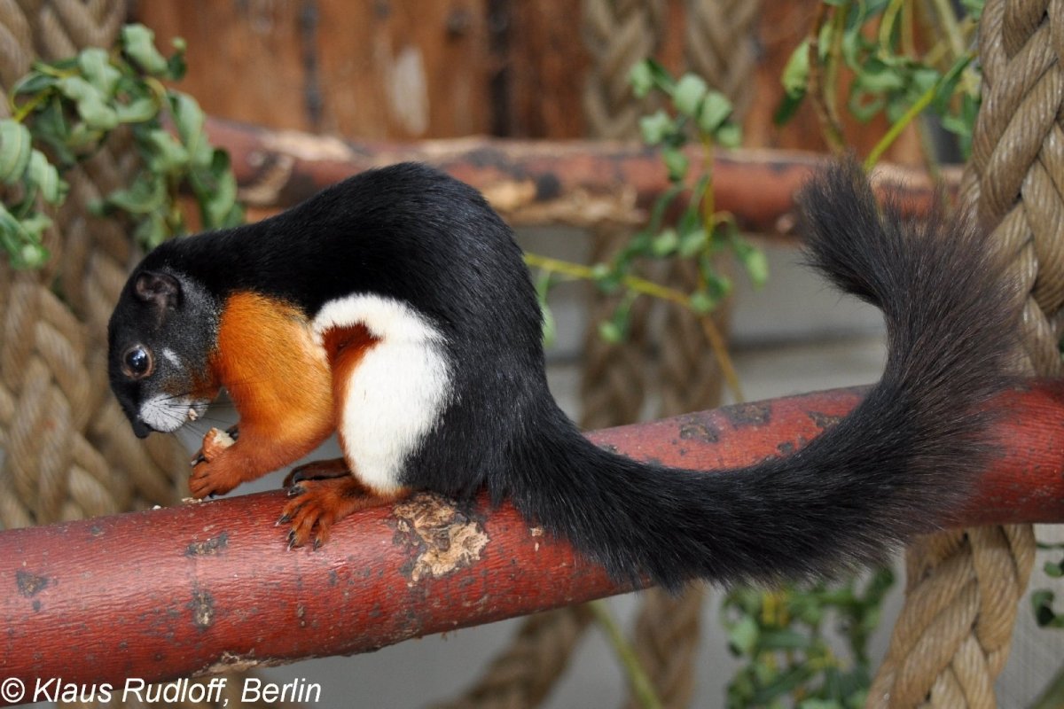 Трехцветная малабарская гигантская белка