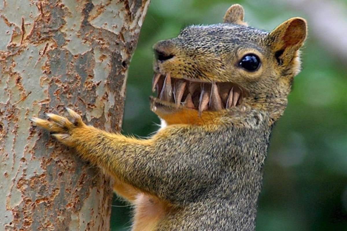 Бешеная белка