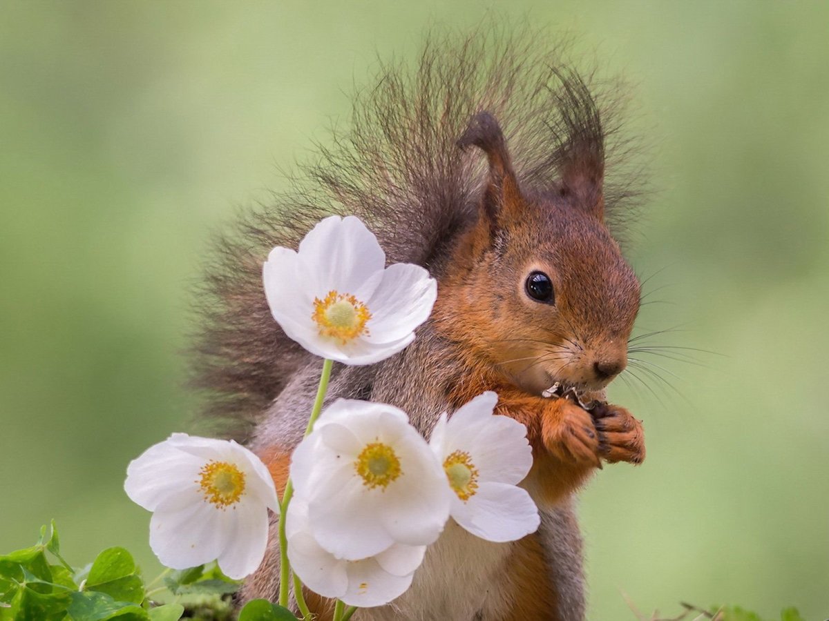 Белка с ромашкой