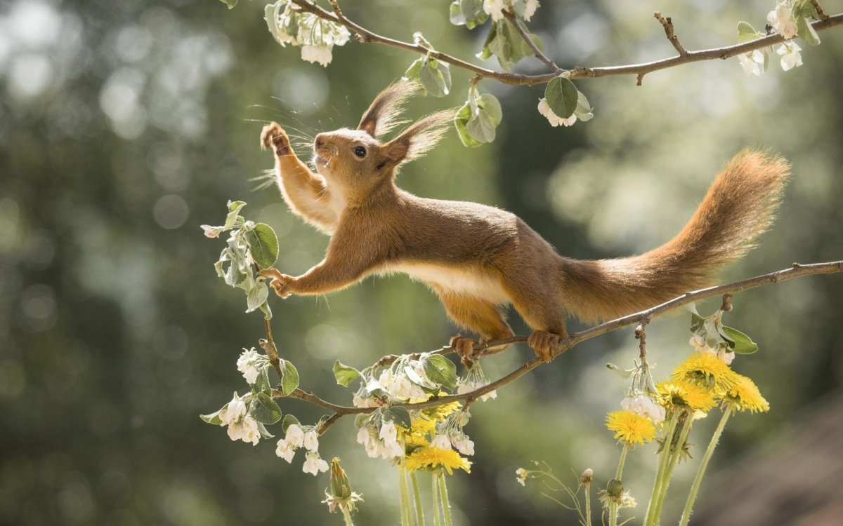 Животные весной