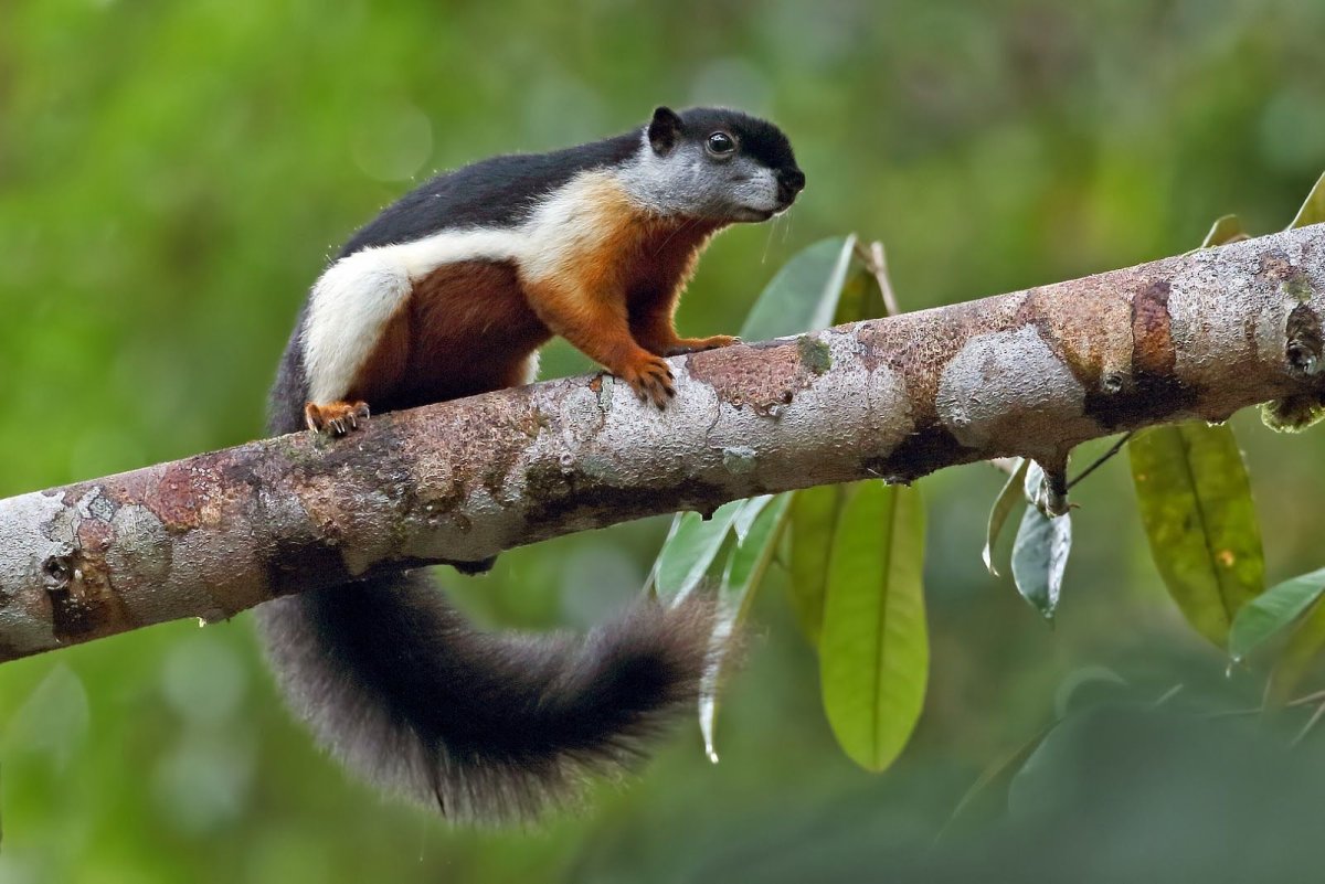 Белка Превоста Callosciurus prevostii