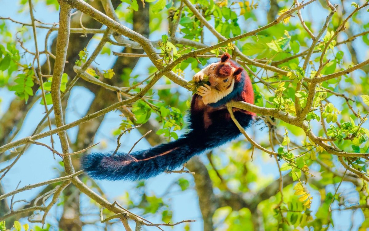 Гигантская индийская фиолетовая белка