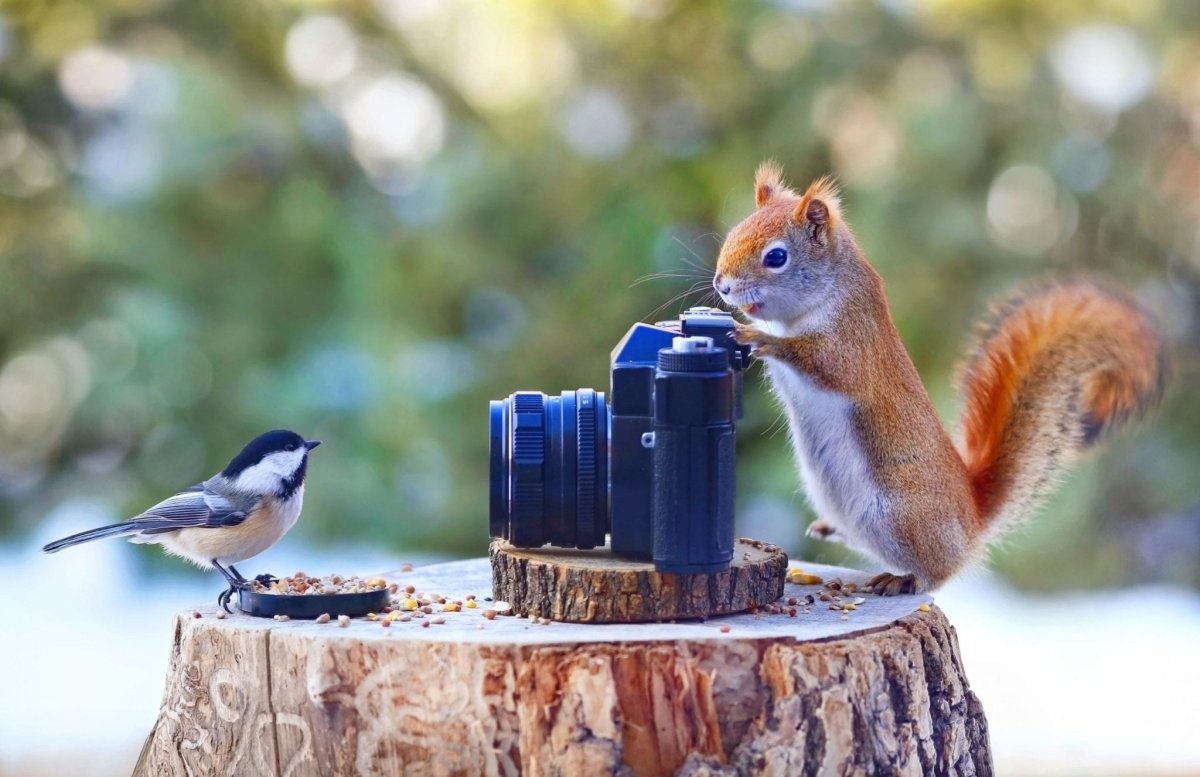 Белка фотограф