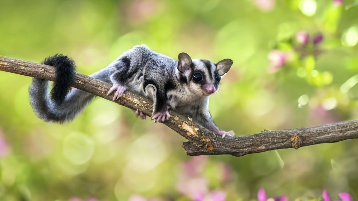 Сумчатая летяга - поссум