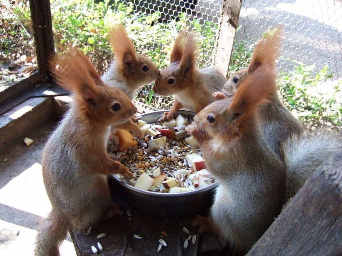 Семья белок