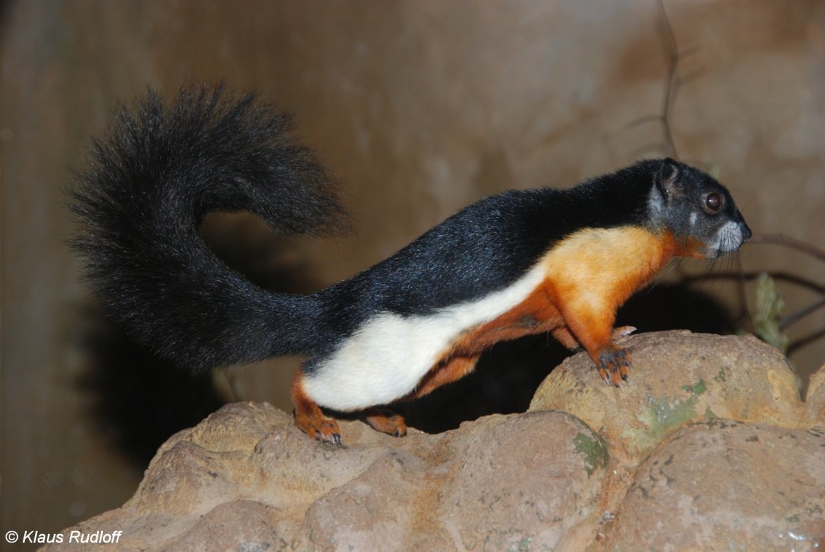 Callosciurus prevostii